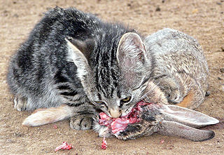 Photo: kitten eating rabbit