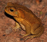 Photo: Cane Toad in Australia