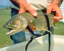 photo: invasive lampreys attached to native fish