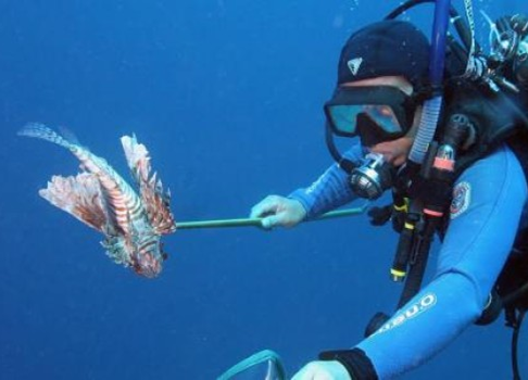 Photo: Hunting Lionfish - Oregon State University Photo 