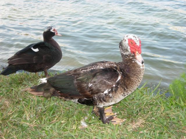 Photo: Muscovy Ducks