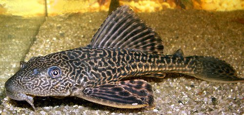 Photo: Suckermouth Catfish