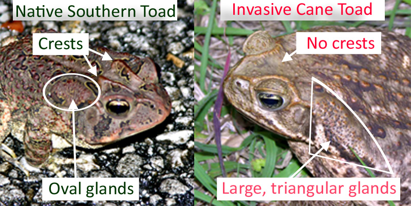 Frog Species Chart