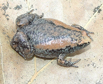 Eastern Narrow-mouthed Toad by Dirk Stevenson