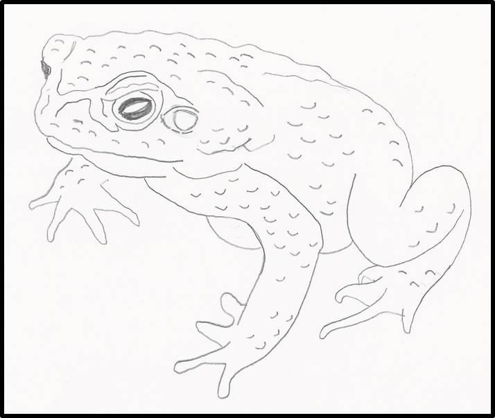 cane toad drawing