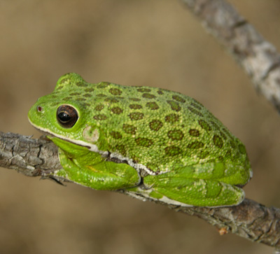 Blue Lake Frog Map Diet