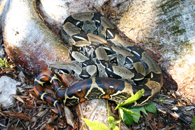 photo of boa constrictor showing tan body marked with brown, saddle-like bands; bands on tail are reddish brown