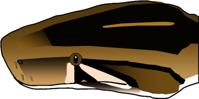 illustration showing dark, v-shaped blotch on top of head and light wedges under eyes