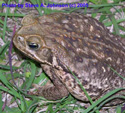 Cane Toad