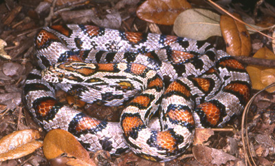 photo of grayish cornsnake with dark reddish blotches outlined heavily in black