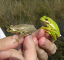 tree frogs in hand