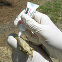 euthanizing cuban treefrog