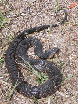 harmless watersnake flattens body