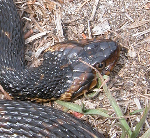 harmless watersnake 