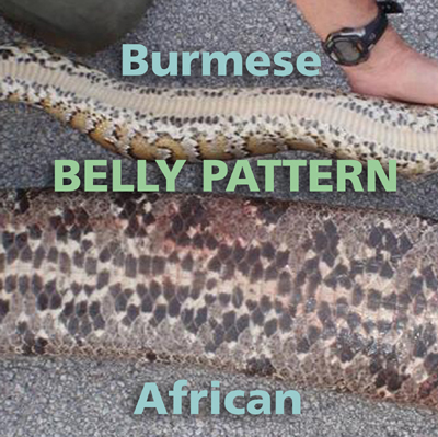 annotated photo comparing unmarked belly of Burmese python to heavily marked belly of African python