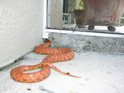 snake entering house