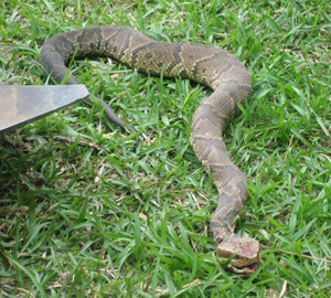 water moccasin thick body