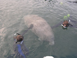 Wildlife of Florida students snorkel with manatee