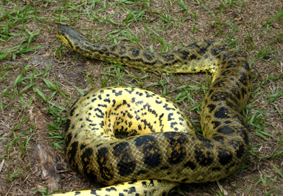 Anaconda In Florida