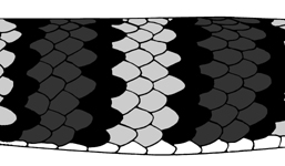 illustration of banded markings on snake scales