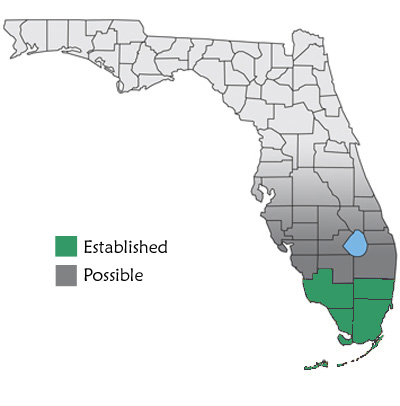 map showing Burmese pythons are found in south Florida