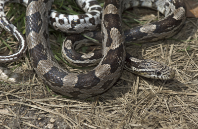 photo of gray ratsnake with light brown body and dark, gray-brown blotches