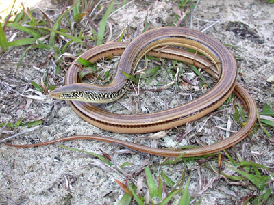 photo of island glass lizard showing dark stripes on tan body and hard, shiny scales