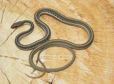 Photo of eastern ribbonsnake showing extremely slender, striped body