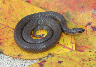 photo of rough earthsnake snowing brown body and obviously keeled scales