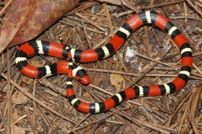photo of scarlet kingsnake showing red and yellow-white bands separated by black bands