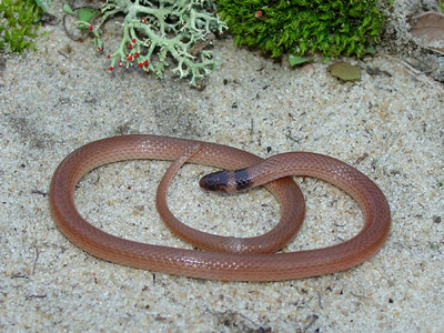 photo of southeastern crowned snake showing tan body, d