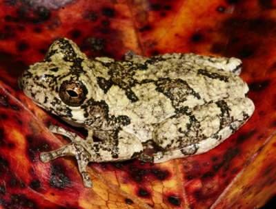 Cope's Gray Treefrog by Kevin Enge