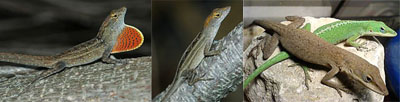 Photo: male brown anole showing dewlap, female brown anole