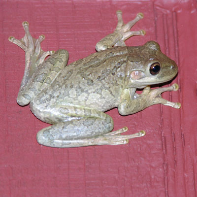 Photo: Invasive Cuban Treefrog