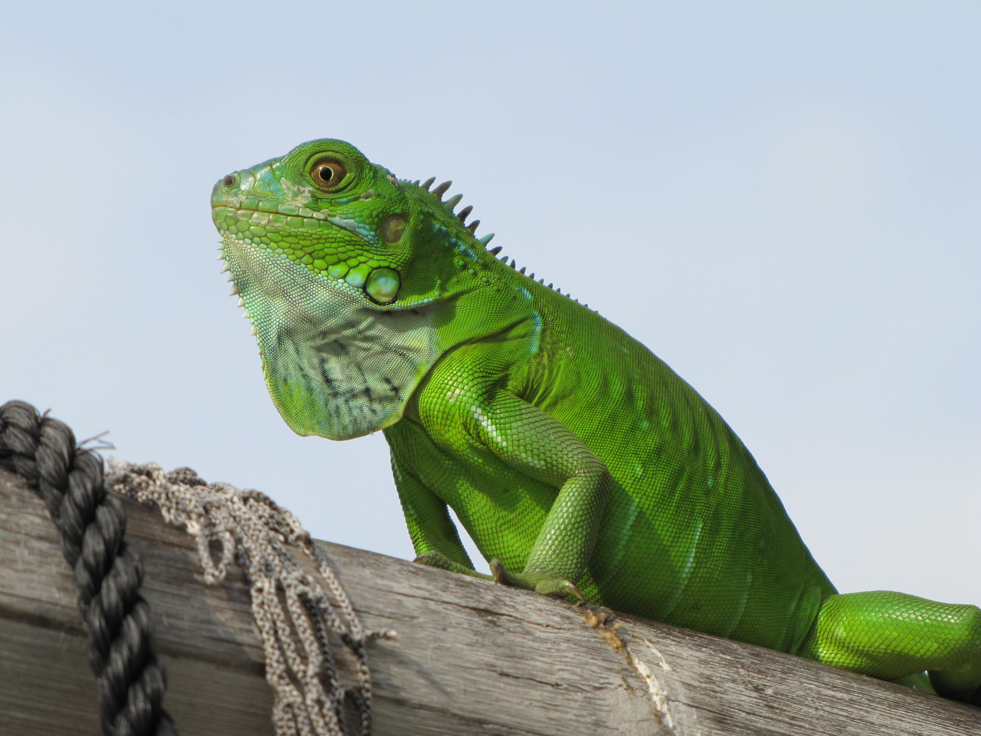 Photo: Introduced Green Iguana