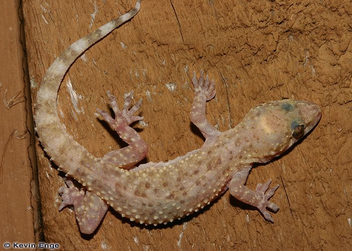 Photo: Mediterranean Gecko