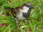 Photo: male house sparrow