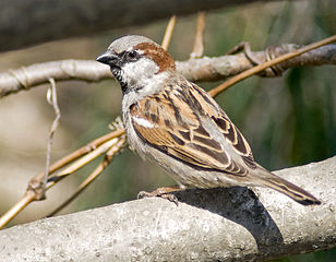 Photo: invasive house sparrow