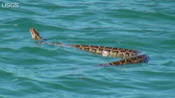 photo: python seen swimming in Florida Bay
