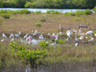 Photo: birds using wetland habitat