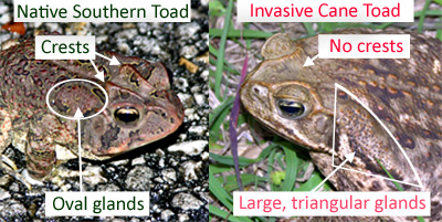 photo showing comparison of characteristics between cane toad and southern toad