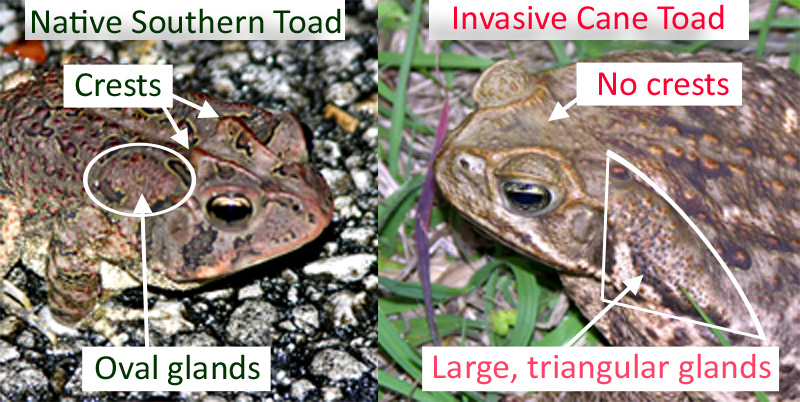 Invasive Cane Toad 