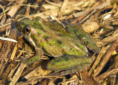 Southern Cricket Frog by Steve A. Johnson