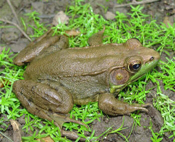 Bronze Frog by Dirk Stevenson
