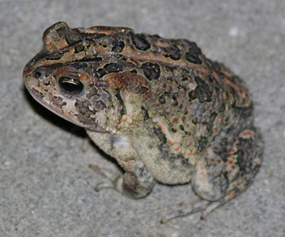 Types of Toads in Florida - AMPHIPEDIA