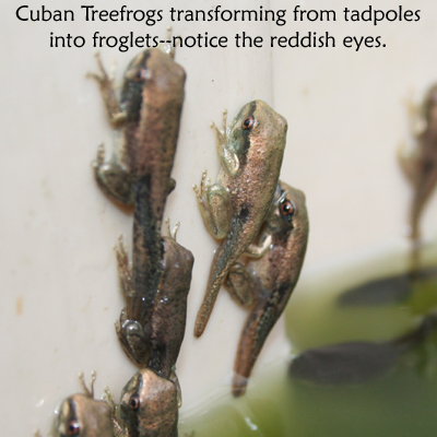 Metamorphosing Cuban Treefrogs by Diana Evans