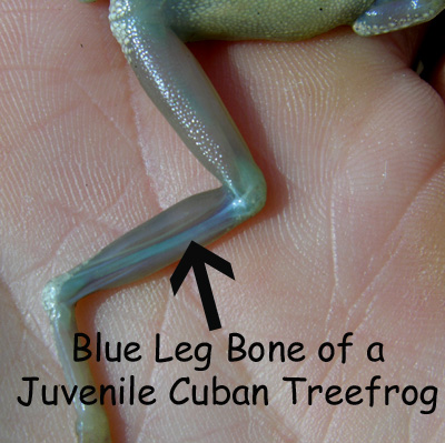 Juvenile Cuban Treefrog Leg Bone by Steve A. Johnson