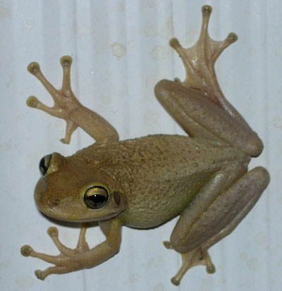 Cuban Treefrog by Steve A. Johnson