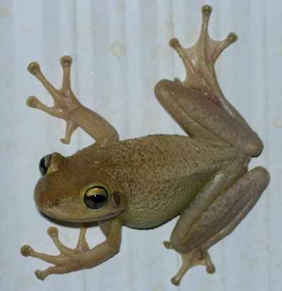 White's tree frog  Smithsonian's National Zoo and Conservation