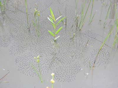 frog eggs